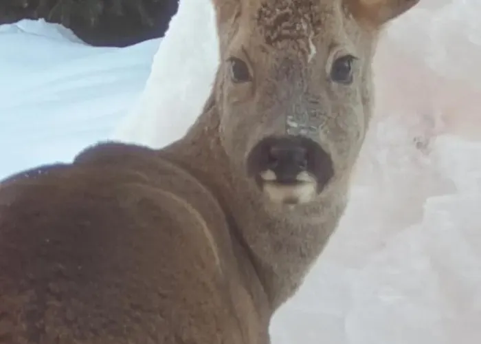 Avec Mezzanine 4 Etoiles, Saint Mamet, Jusqu'a 10 Couchages, Proche Du De Des Commerces Et Des Pistes De Dans Un Quartier Calme * Gérardmer